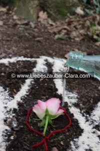 Kernstück des Liebeszauber-Rituals: Mit der Flasche wird nun Wasser über den roten Faden gegossen. Die Flasche wird im Uhrzeigersinn um die Rosenblüte in der Mitte bewegt.